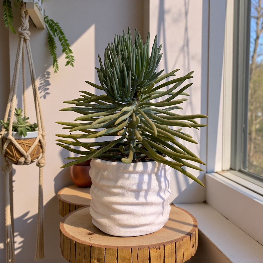 CLAYLA PLANTER