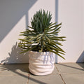 CLAYLA PLANTER